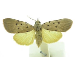 Photograph by: JHH Zwier by courtesy BMNH London
