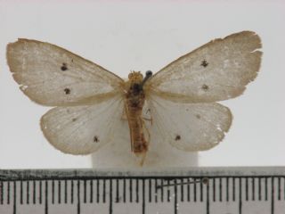 Photograph by: JHH Zwier by courtesy of BMNH in London