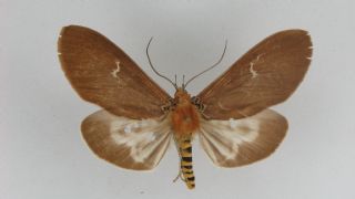 Photograph by: JHH Zwier by courtesy of CMWM, Mnchen